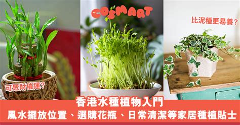 廁所水種植物風水